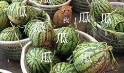 娱乐随拍吃瓜,随拍吃瓜，揭秘明星生活点滴